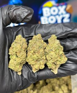 Slurty 3 Weed Strain for sale in stock online, Boxboyzstore is the best supplier of exotics weed annd live resin disposable vape available in stock